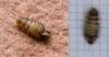 Anthrenus sp.